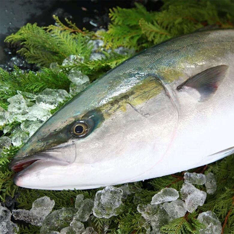 かぼすぶり　大分　旬の魚
