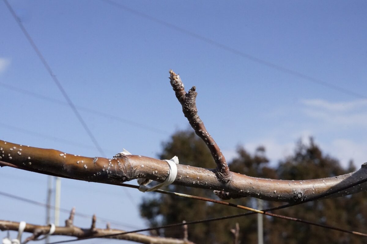 庄内梨の藤原様へ「梨が生るまで」について2月に取材に行きました。