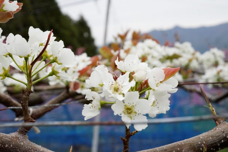 庄内梨の藤原梨園さんに、梨の開花について伺いました。